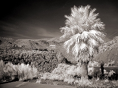 Lone Palm East of Mesa, AZ  Dave Hickey
